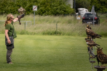 Dravci se sokolníkem