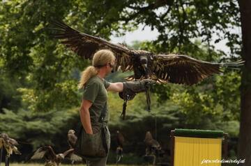 Sokolnické vystoupení